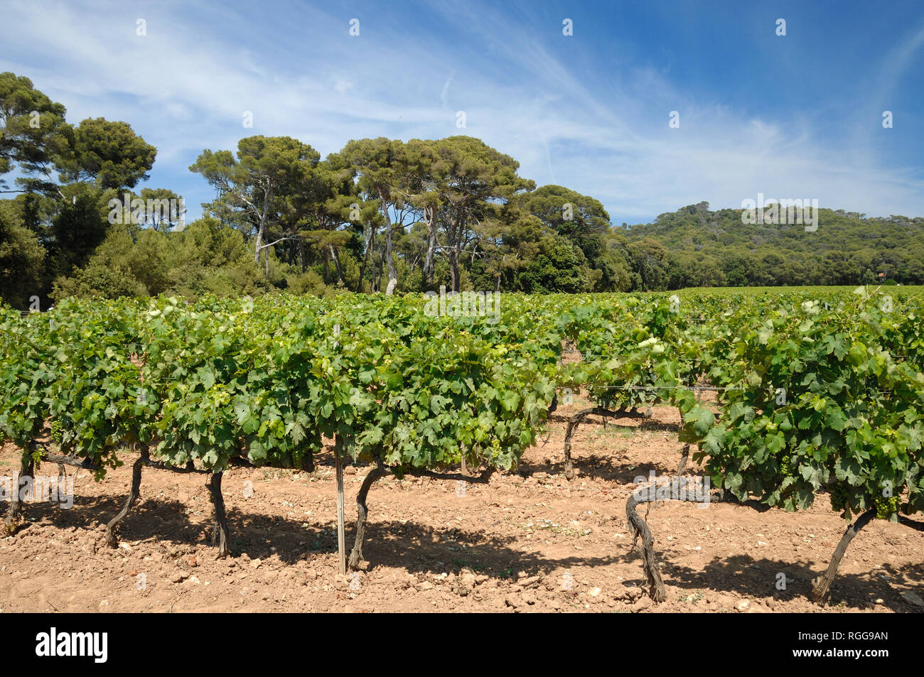 Côtes de Provence cépages ou les vignobles sur l'île de Porquerolles, ou île de Porquerolles, Var, Provence, France Banque D'Images