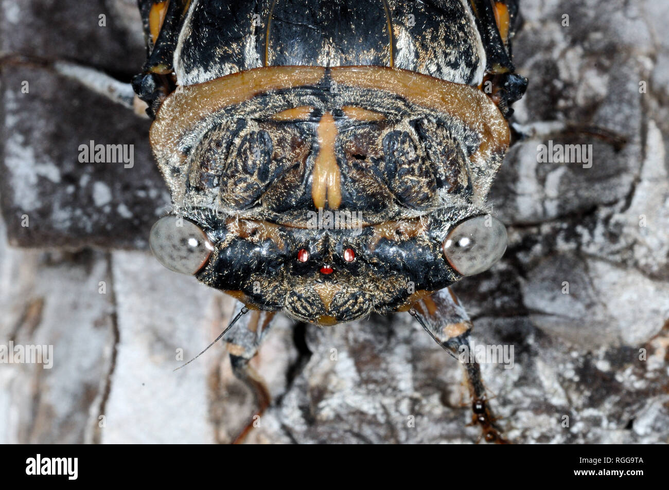 Portrait of European Black cigale, Tibicen plebejus Banque D'Images