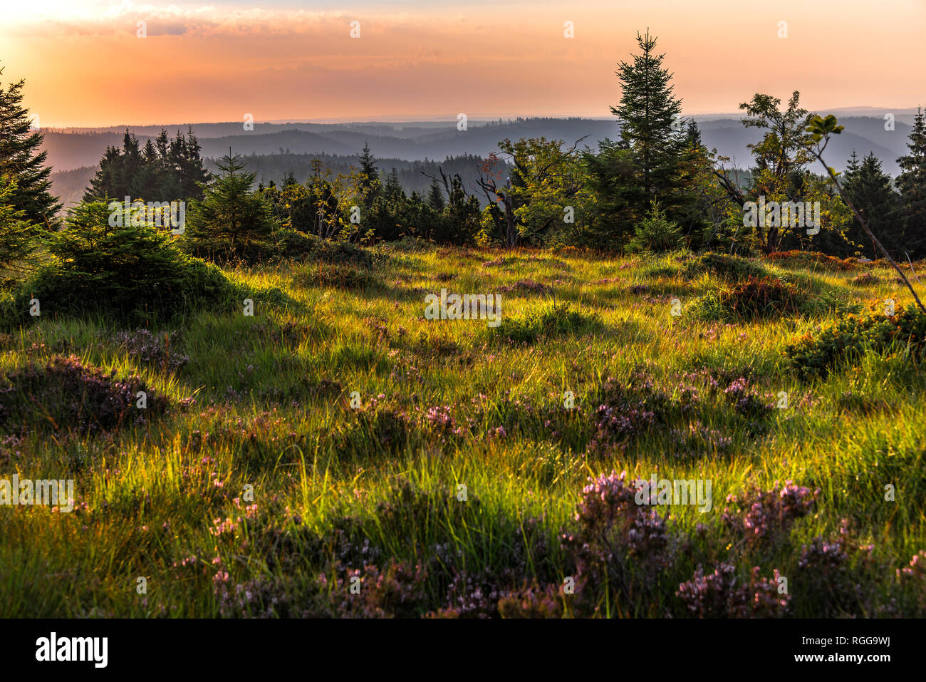 Nature, Paysage et les crêtes de la Forêt-Noire au lever du soleil, crête de montagne Schliffkopf, Allemagne, panorama view avec les plantes sauvages d'un relief grinde Banque D'Images