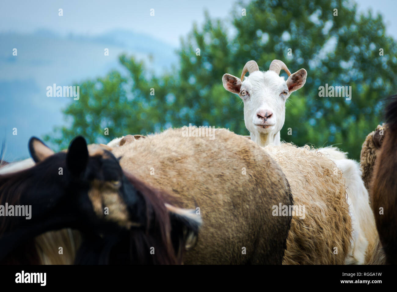 Portrait de la chèvre domestique dans la région de Porcupine, montagnes des Carpates en Ukraine Banque D'Images