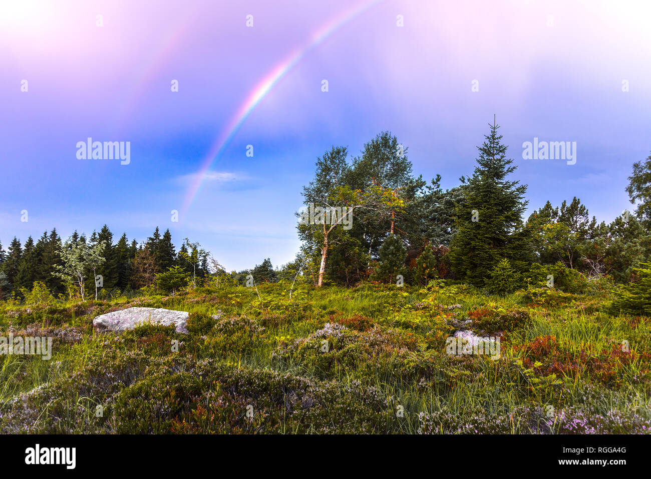 Rainbow vous annoncer un temps pluvieux au cours de la Forêt Noire, en Allemagne, la montagne Schliffkopf Banque D'Images