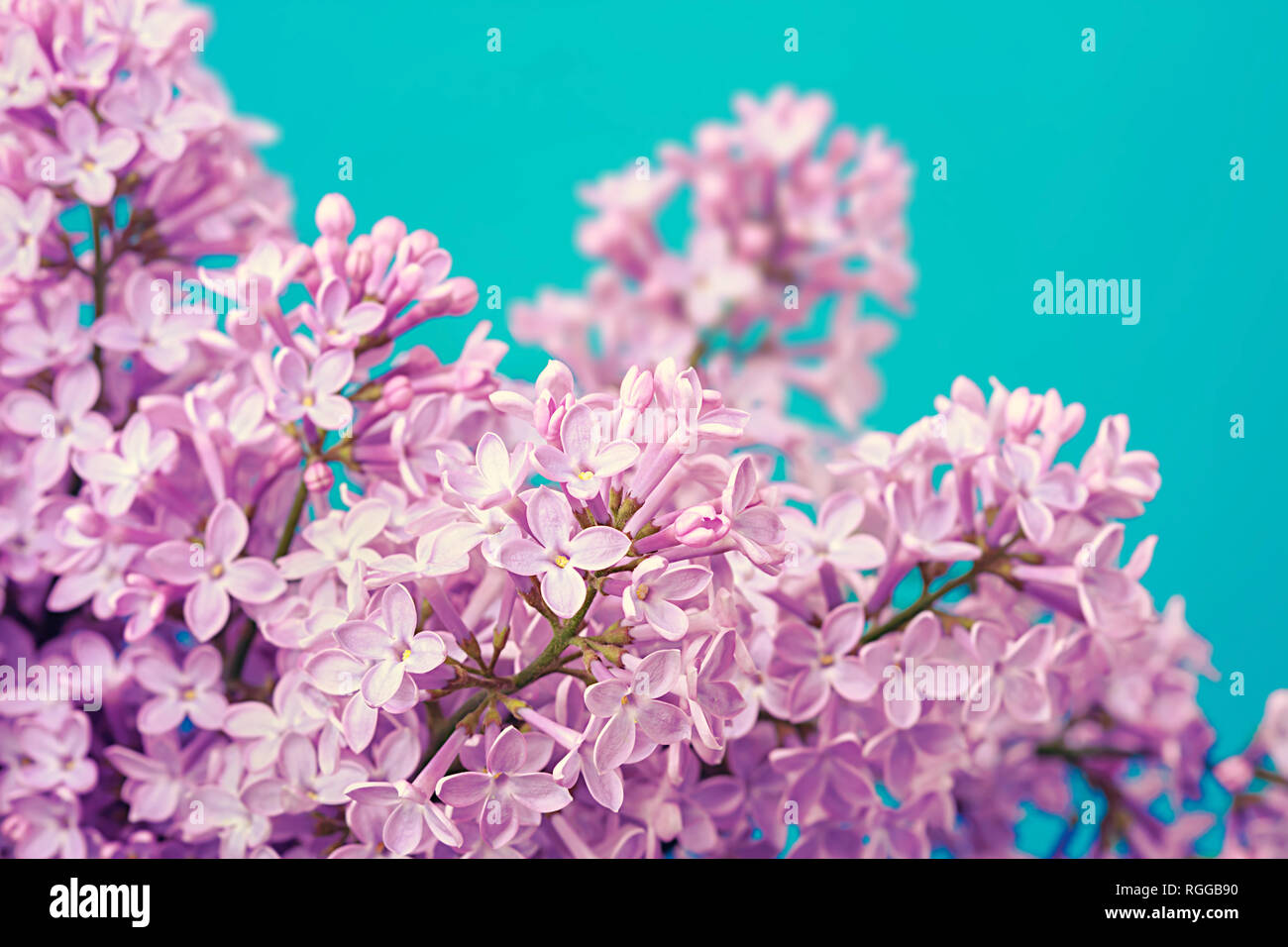 Syringa vulgaris, le lilas violet flowers background Banque D'Images