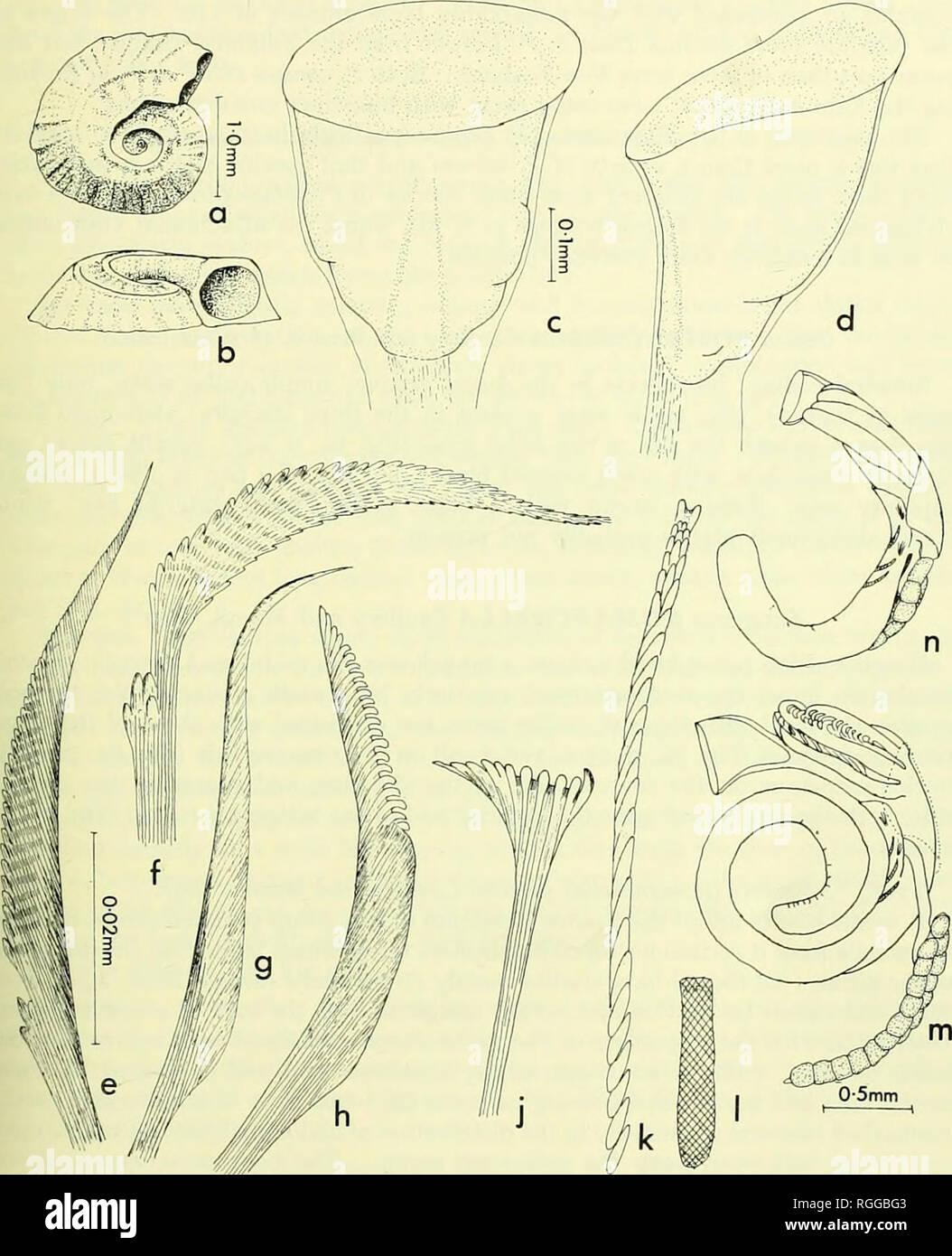 . Bulletin of the British Museum (Natural History). SPIRORBINAE 241 Australiens nouvelle. Fig. 3{Protolaeospira, P.)canina sp. n. a) à partir de tube ci-dessus ; b) tube, vue latérale ; c) d'opercule, vue dorsale ; d) d'opercule, vue de côté ; e) collar seta, côté affichage de 'blade' ; f) collar seta, avant l'affichage de 'blade' ; g) en tant que simple seta en deuxième et troisième fascicules ; h) la drépanocytose seta comme dans troisième fascicules ; j) seta abdominale ; k) uncinus thoracique ; 1) douleurs abdominales uncinus (partie hachurée- ing indique presque les dents au-delà de résolution par microscopie optique) ; m) animal entier vu de la face dorsale montrant la masse d'oeufs et le p Banque D'Images