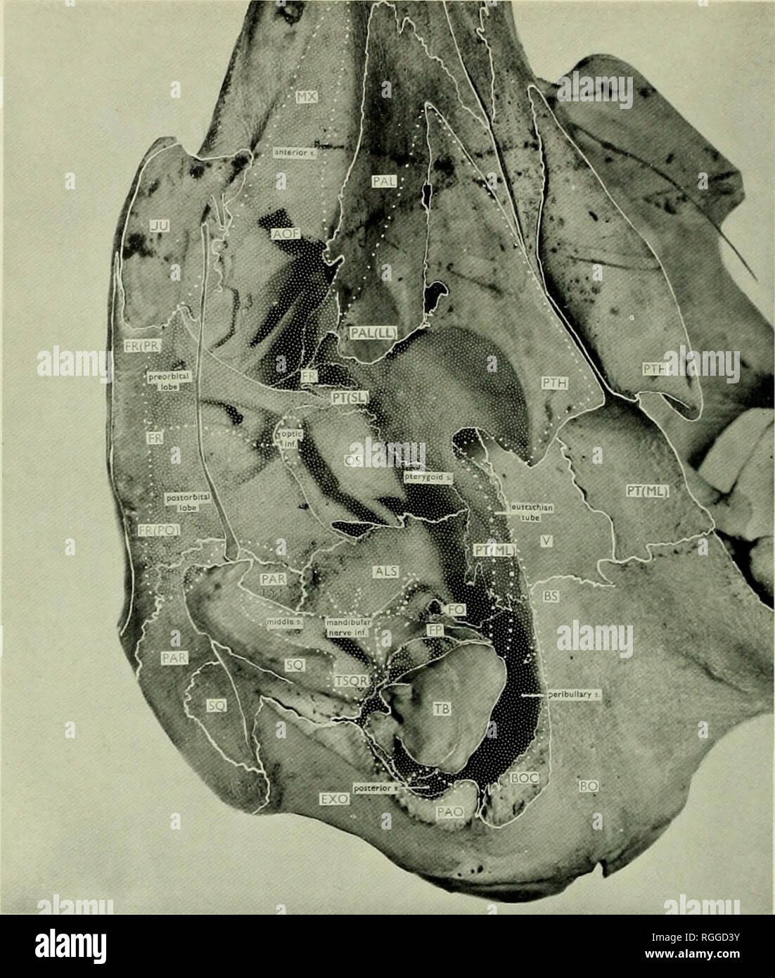 . Bulletin of the British Museum (Natural History). Coque. H.M. (.V.W) Zuol. 7, ; .o. ' La plaque 45. 45 Slenella ettphrosyne LA PLAQUE (Reg. N° 1938.2.5.1) aspect latéral ventro-de base du crâne.. Veuillez noter que ces images sont extraites de la page numérisée des images qui peuvent avoir été retouchées numériquement pour plus de lisibilité - coloration et l'aspect de ces illustrations ne peut pas parfaitement ressembler à l'œuvre originale.. British Museum (Natural History). Londres : BM(NH) Banque D'Images