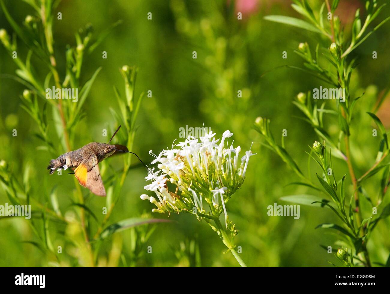 Sphynx colibri mangeant à fleur blanche Banque D'Images