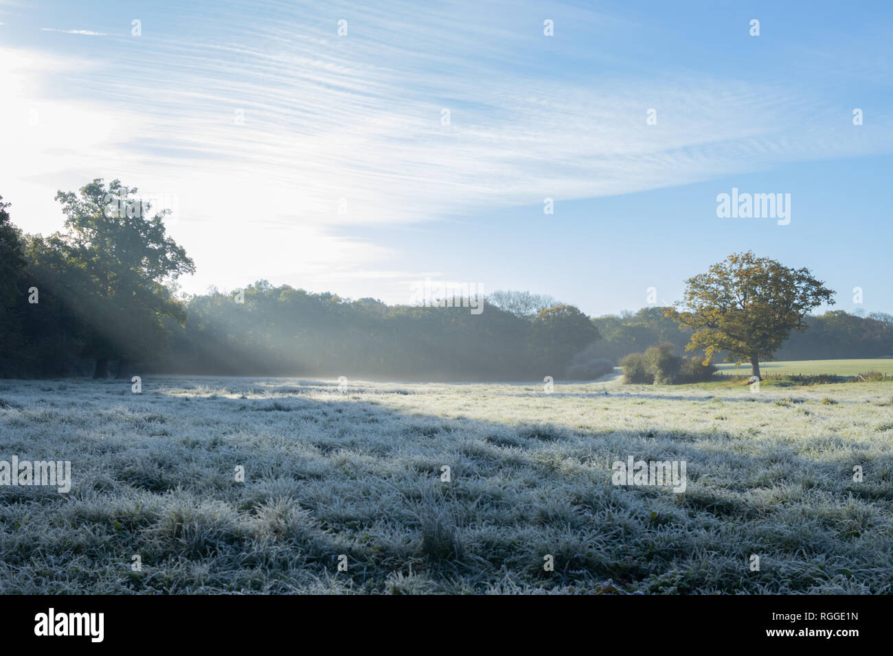 Campagne anglaise prairie avec matin les rayons de lumière qui brillait à travers un arbre sur un terrain givré Banque D'Images