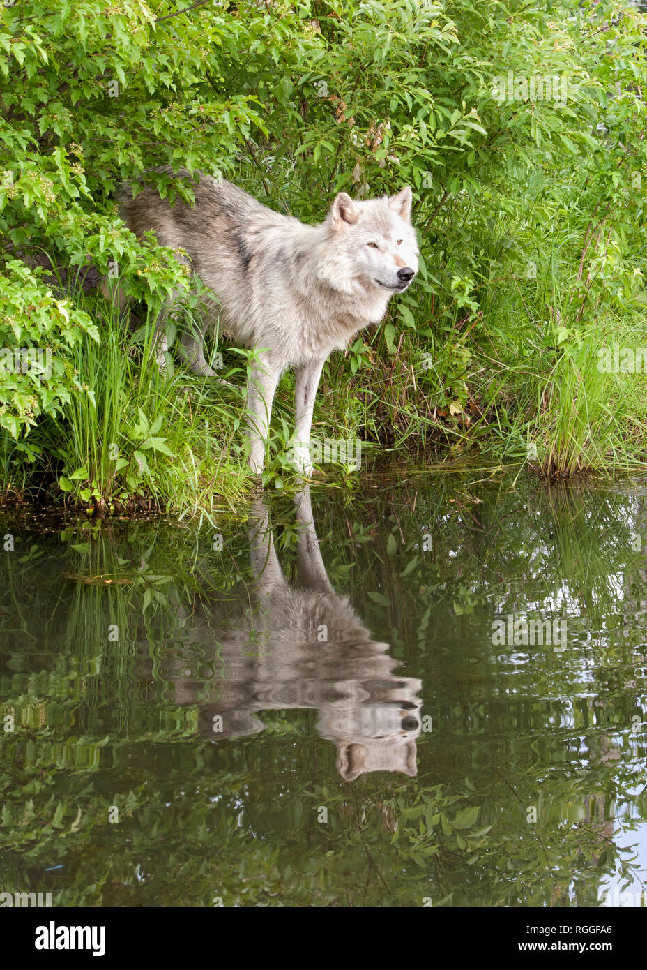 Loup pacifique reflétée dans un lac tranquille Banque D'Images