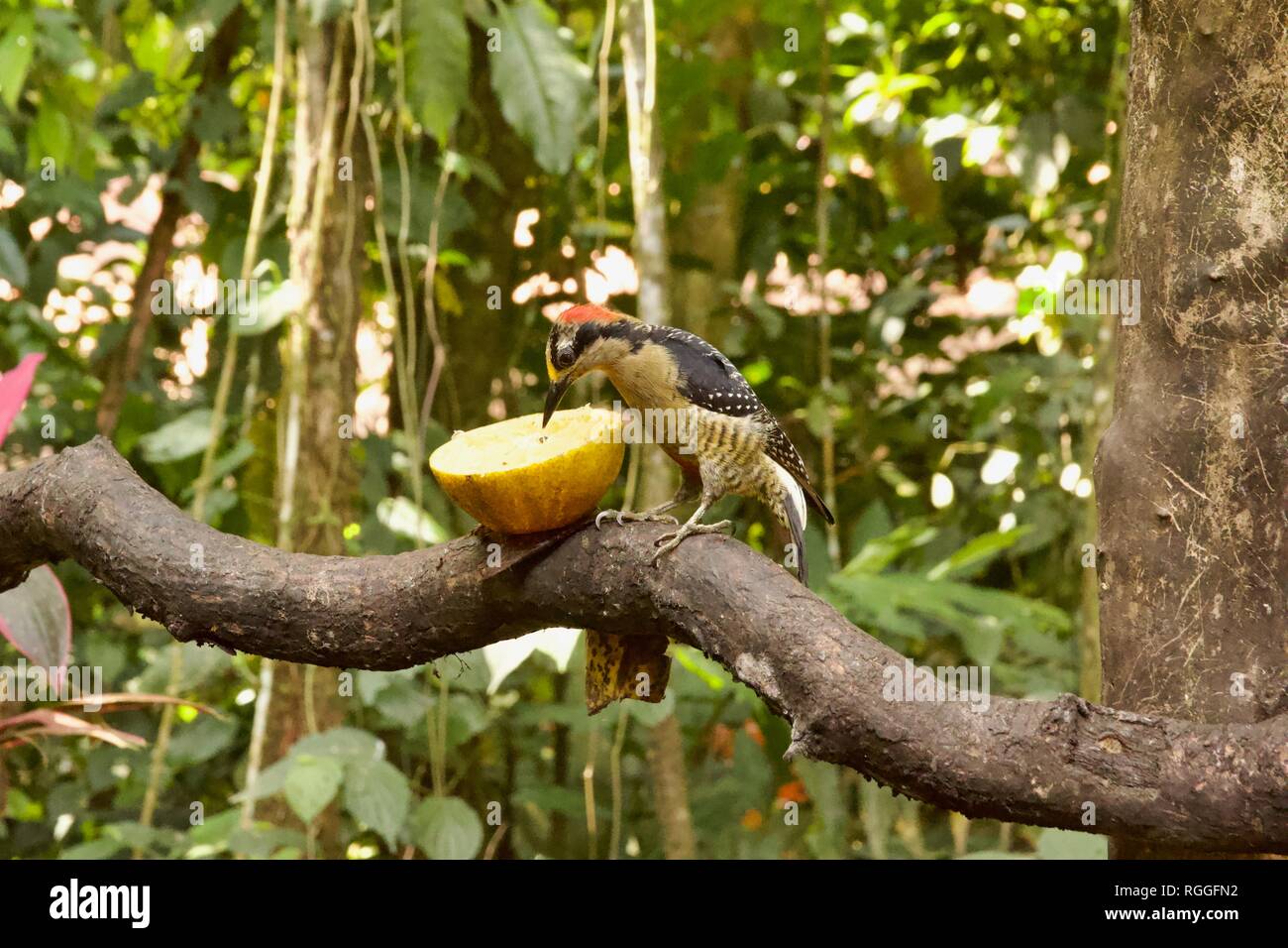 Black-cheeked Woodpecker Melanerpes pucherani, ou manger des fruits sur une branche d'arbre en Costa Rica Banque D'Images