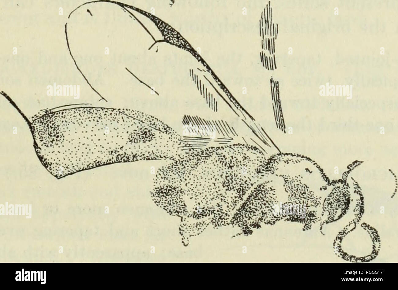 . Bulletin du Museum of Comparative Zoology de Harvard College. Zoologie Zoologie ;. IIYMKNOITKKA BRUES PARASITAIRES :. Type 101.-No. 2349, M. C. Z., florissant, le Colonel (No. 5339, S. H. Scudder Coll.). Il y a aussi un deuxième échantillon, n° 2350 M. C. Z., florissant, le Colonel (No. 2509, Scudder Coll.) qui est peut-être la même espèce. Le corps du type est considérée en vue latérale et est plutôt bien conservé. Des extensions uniquement la cellule radiale et la deuxième cubitale sont préservés, mais elles servent à afficher les caractères propres à ce groupe. Agathis juvenilis, sp. nov. (Fig. 84.) Femelle. Longueur 3-3,25 mm. Bl Banque D'Images