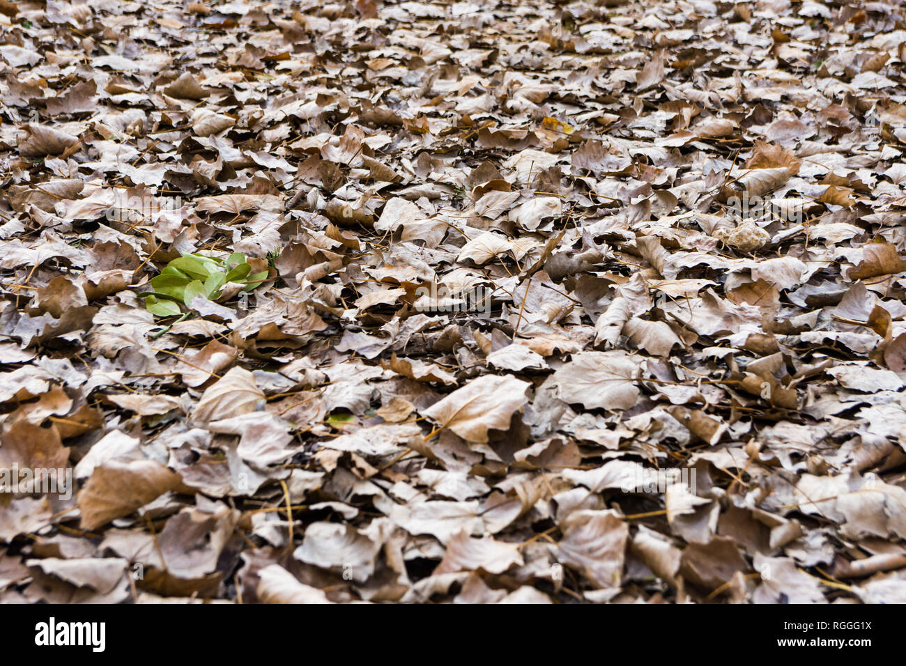 Les feuilles d'automne sur un sol sec Banque D'Images
