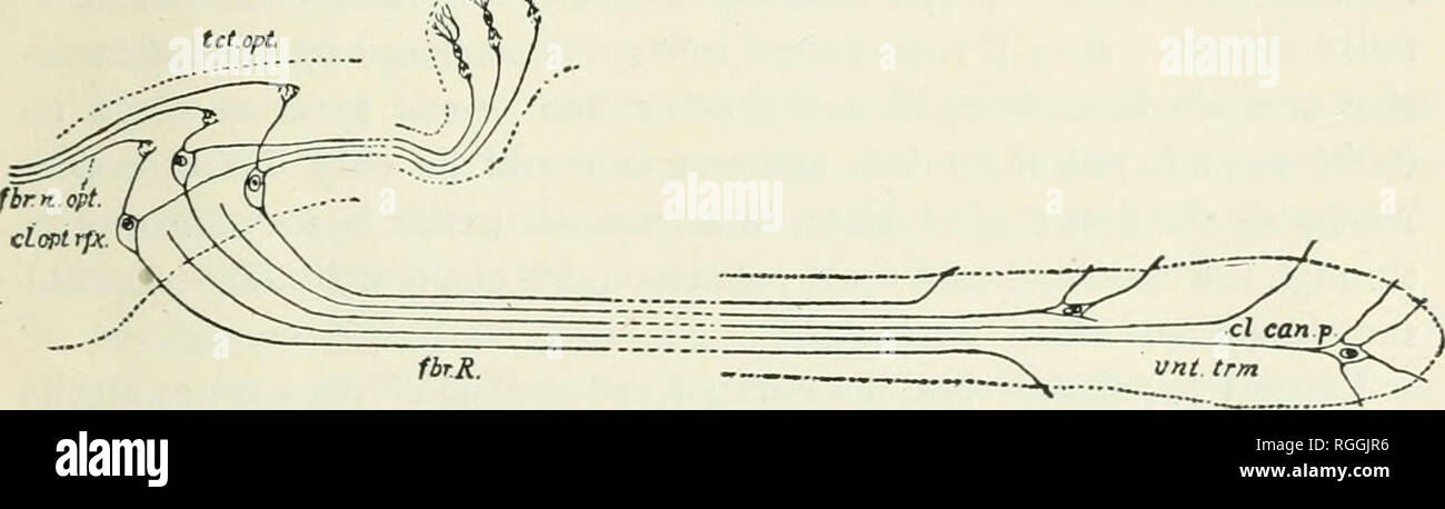 . Bulletin du Museum of Comparative Zoology de Harvard College. Zoologie Zoologie ;. SARGENT : L'APPAREIL REFLEX OPTIQUE DE VERTÉBRÉS. 235 Mais si le lecteur optique de l'appareil fonction réflexe tliis est admise, les énoncés ci-dessus deviennent alors des vérités corollaire. 3. Retard dans la voie de conduction. Le chemin de conduction nerveuse de chaque impulsion est formé d'une chaîne de neurones. Dans la plus simple des processus ce réflexe peut se composer de seulement deux neurones sensoriels, l'un et l'autre moteur, auquel cas il n'y aurait qu'un lieu de critique, qu'entre les prolongements cellulaires des cellules sensorielles et les dendrites Banque D'Images