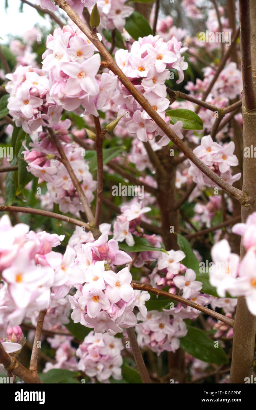 Daphne bholua jacqueline postill dans le Jardin botanique de Cambridge en Janvier Banque D'Images