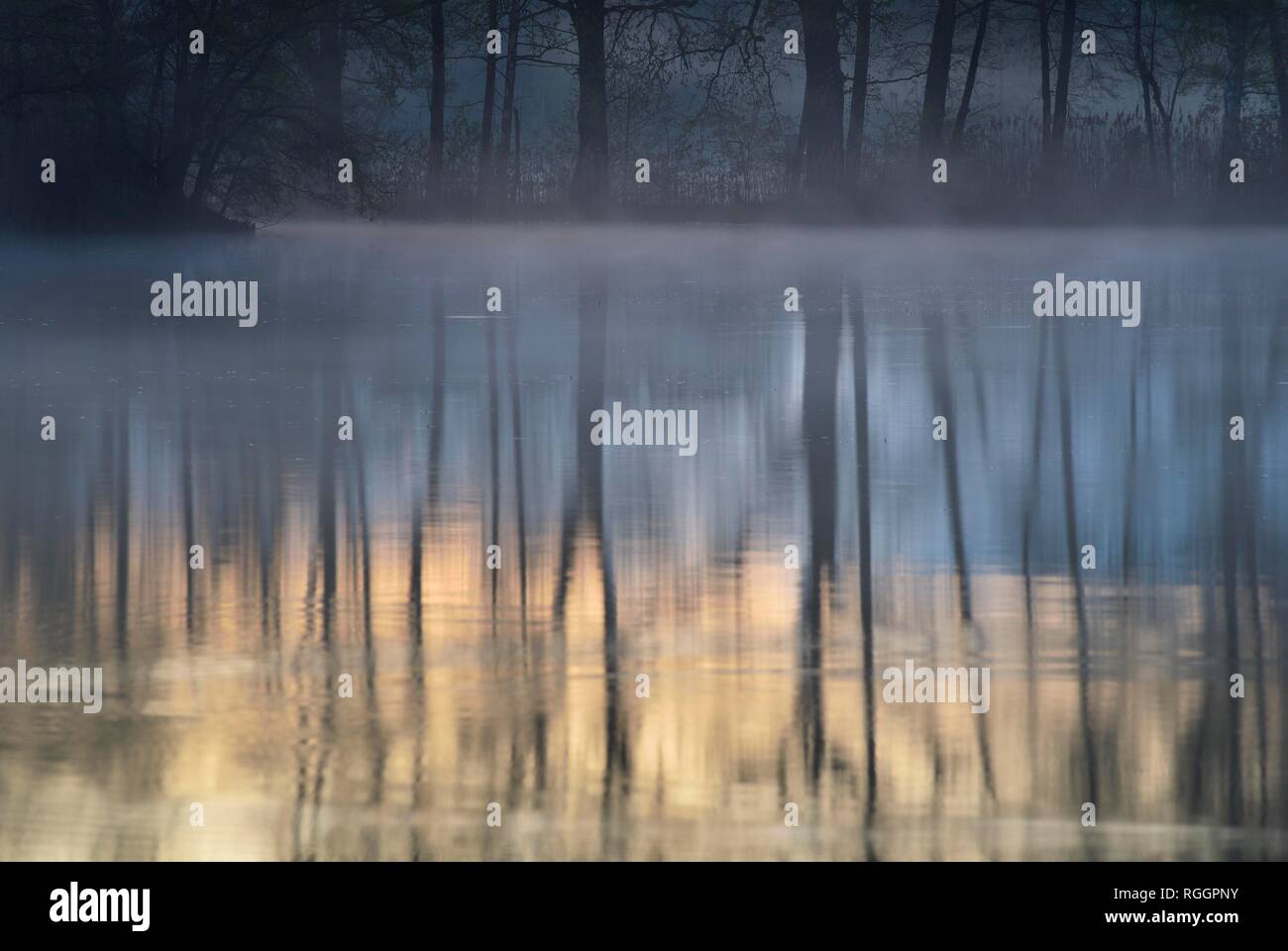 Haze au-dessus d'un lac avec la réflexion d'arbres, dans la région de la réserve de biosphère de Lusace heath et étang paysage, Saxe, Allemagne Banque D'Images