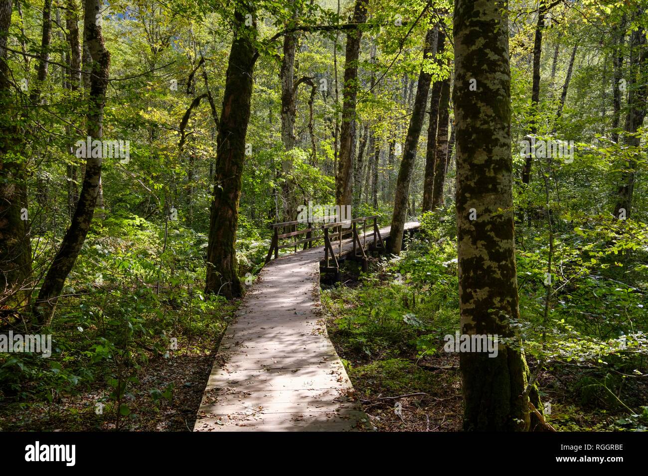 Passerelle en bois à travers la jungle, parc national de Biogradska Gora, Kolasin, Montenegro Banque D'Images