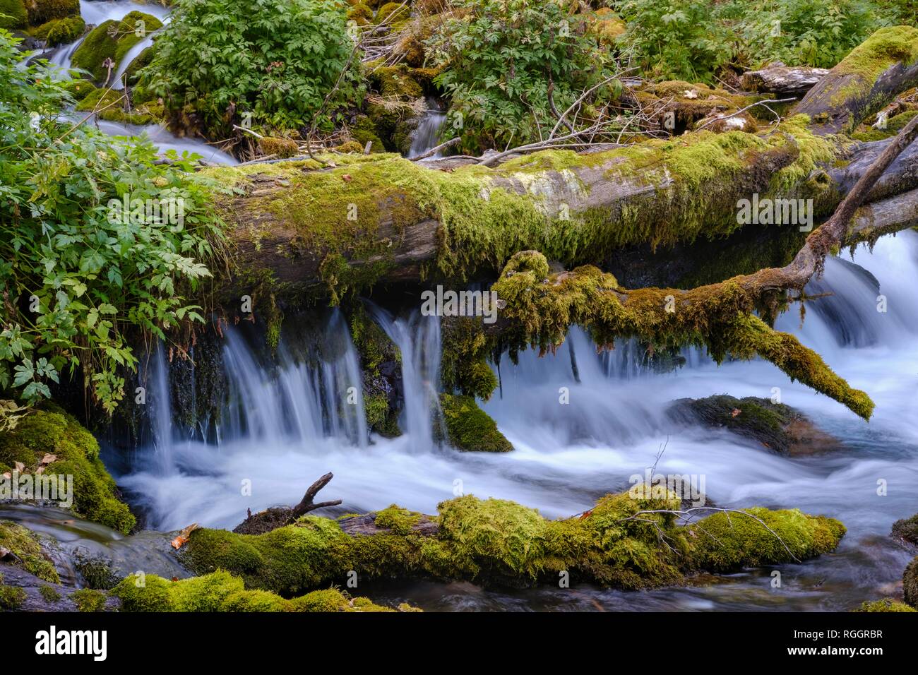 Ruisseau de montagne à Ravnjak près de Bistrica, Tara Gorge, Province, le Monténégro Mojkovac Banque D'Images
