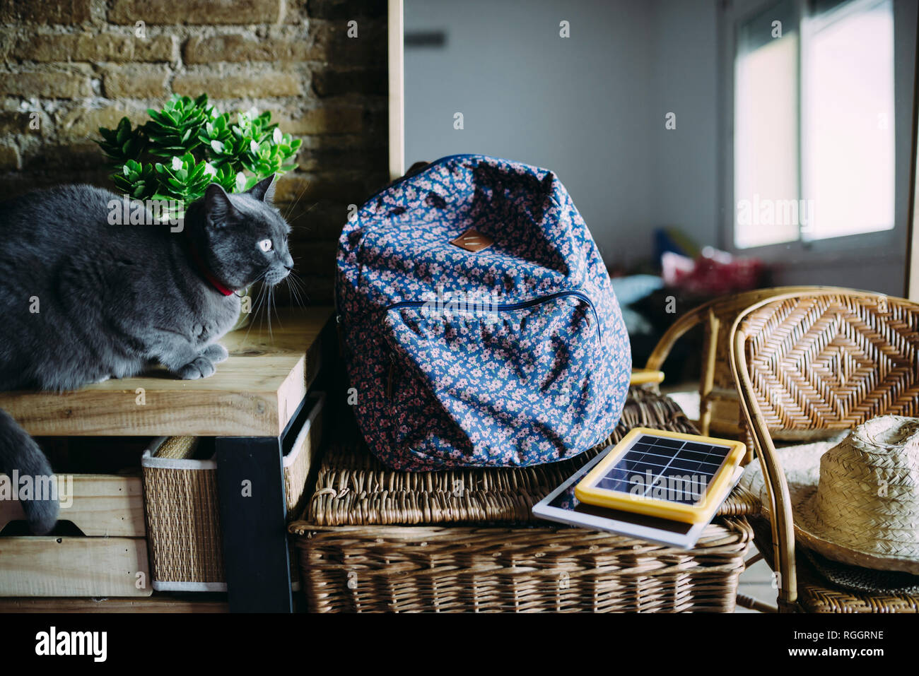 Chat bleu russe à côté d'un sac à dos, panneau solaire chargeur, tablet et des plantes Banque D'Images