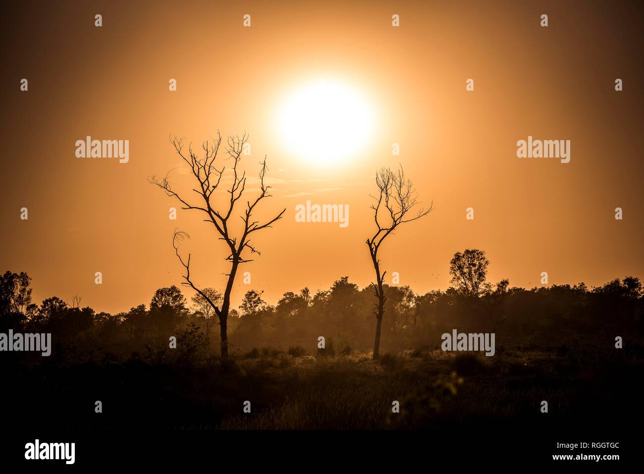 Coucher du soleil avec deux arbres, Lumbini, Népal Banque D'Images