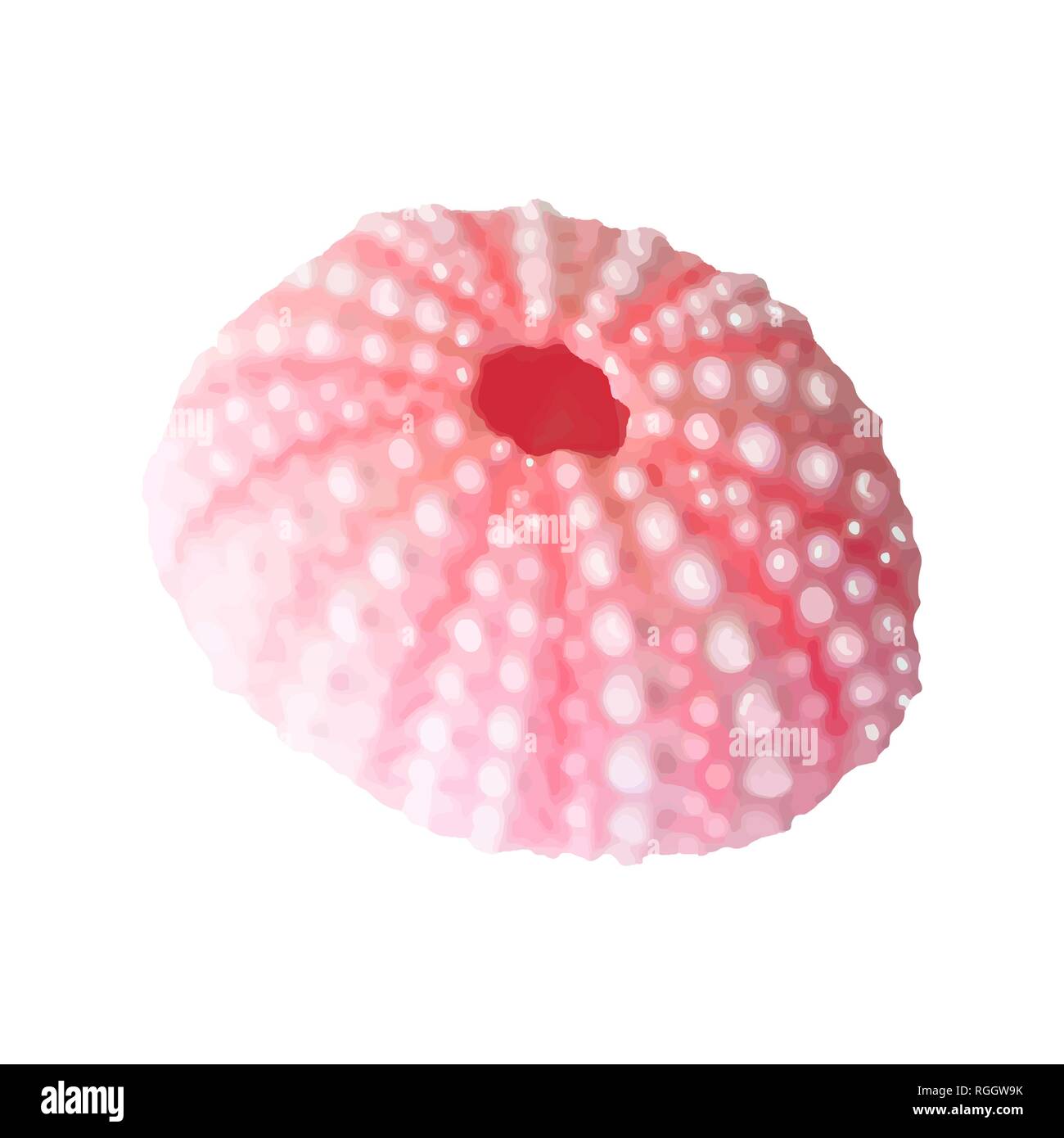 Ensemble de coquillages de rose. Vector illustration. Sous la mer. La vie sous-marine de l'oursin violet rose.. Mollusque. - Vector illustration Illustration de Vecteur