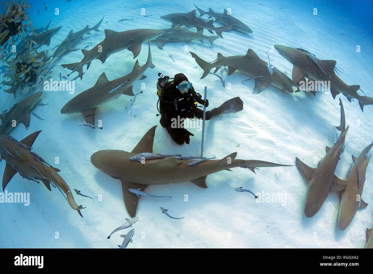 Requins Citron Banque D Image Et Photos Alamy