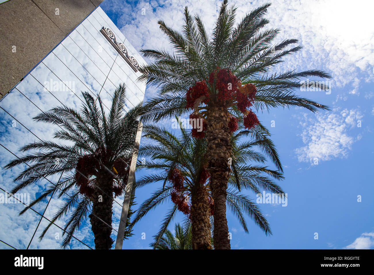 De hauts palmiers dans la ville. Palmiers reflétée dans la construction de fenêtres, de la Crète en Grèce. Banque D'Images
