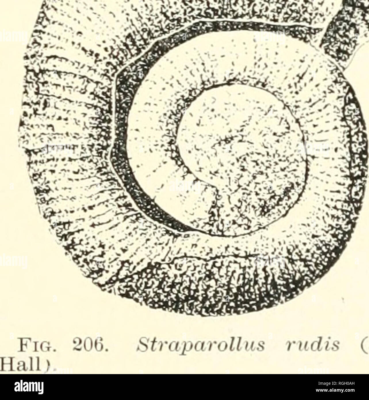 . Bulletin de la Société des Sciences Naturelles de Buffalo. Histoire naturelle ; la science. Fig. Eccijliomphalus laxuK 05 Cafter Hall). Genre STRAPAROLLUS. Montfokt. [Ety. St : les mutuelles, tourné sur.] (1810 : conque. Syst., vol. II, p. 174.) Shell, discoïde déprimée, conique lisse ou striée transversalement. Les verticilles sont arrondis et de près. L'ombilic est très large, exposant toutes les spires. Le péristome est mince, terminée par le retrait de pi-ecediag Stkaparollus verticille, rudis. Hall. (Fig. 206.) (Pal. N. Y., Vol. v., Pt. Ii, p. 58, PL XVI.) I)istin&lt;J;uishing Cliarncters.- Environ quatre volutions, r Banque D'Images