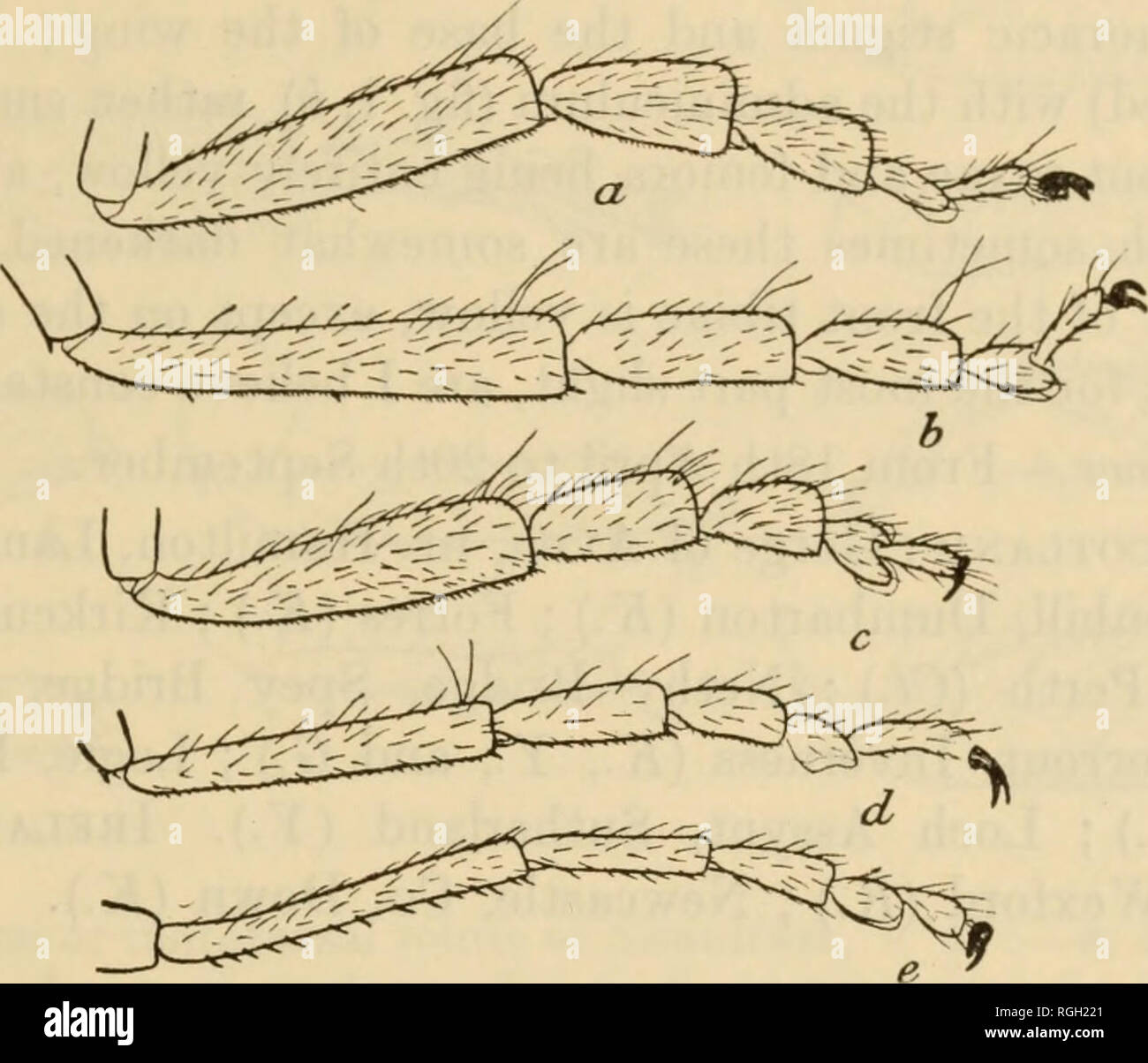 . Bulletin de la recherche en entomologie. L'entomologie. Sur le BRITISH ESPÈCES DE SIMULIUM. 29 Les dossiers suivants : - Angleterre : Padstow, Cornwall (L.) ; Taunton {Miss B. K. Taylor) ; Wells, Somerset (L.) ; Nouvelle Forêt [H., S., C., Y.) ; Crowborough, Sussex (J.) ; Lee, Kent (F.) ; Weybridge, Surrey (F.) ; Wilton (/.) ; Netheravon (Capt. E. P. Argyle) ; Burnham Beeches (E.) ; Felden et bois St Michael's Manor Hotel, Herts. (P.) ; Baignoire {Dr Crickleigh ; A. Lutz), Glos. {R. Newstead) ; Cambridge (J.) ; Whittlesford, Cambs. {L.) ; Newmarket (F.) ; Ampton, West Stow et Tuddenham, Suffolk (N.) ; Colwick Park, états-majors. (F. Banque D'Images