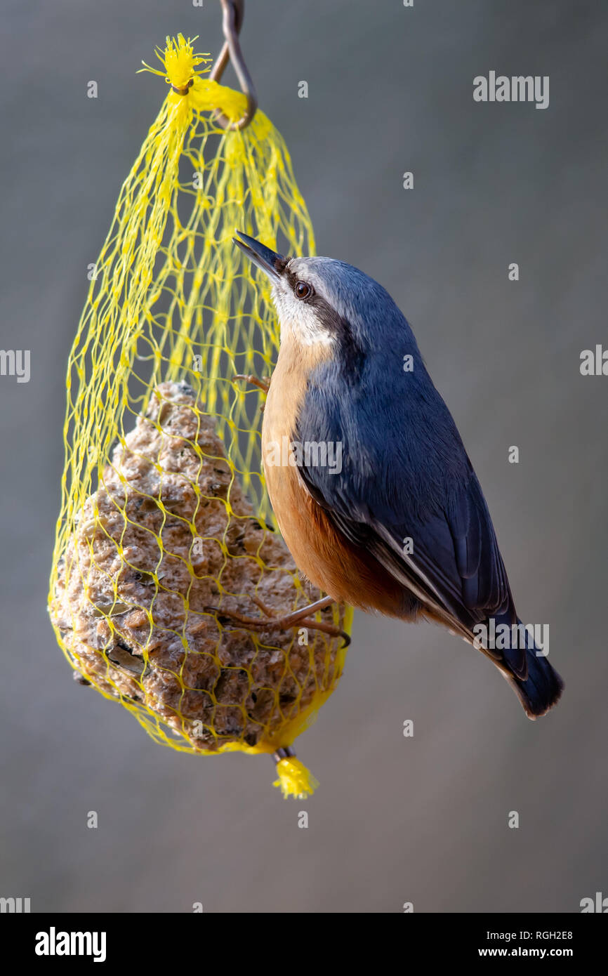 Sittelle Torchepot (Sitta europaea) se nourrissent d'une boule de graisse dans la zone de protection de la nature Moenchbruch près de Francfort, Allemagne. Banque D'Images