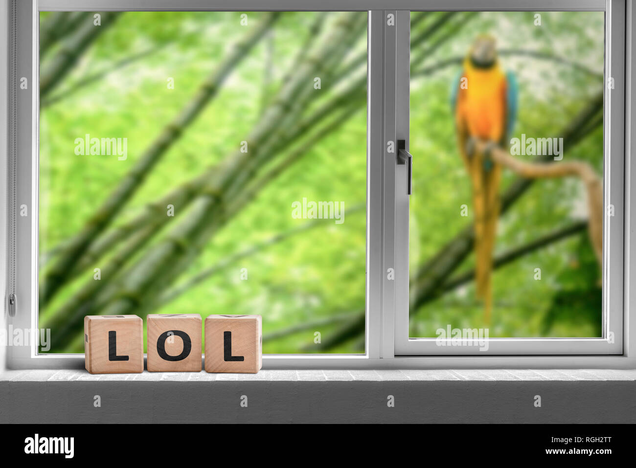 LOL ouvrir une fenêtre dans un espace d'un perroquet assis dans un arbre Banque D'Images
