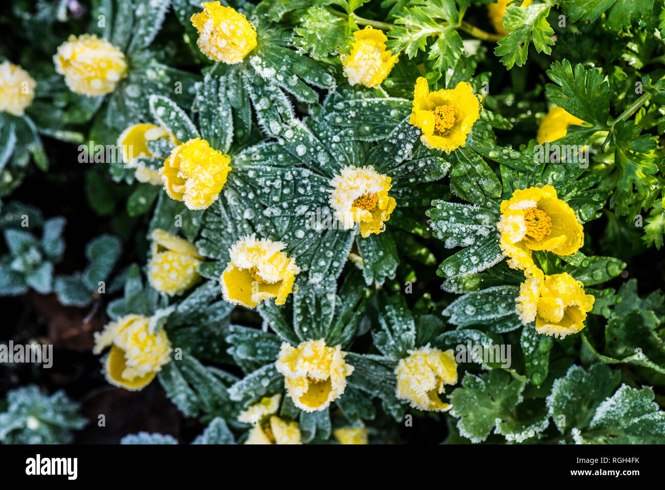 Eranthis hyemalis aconites (hiver) givrée Banque D'Images