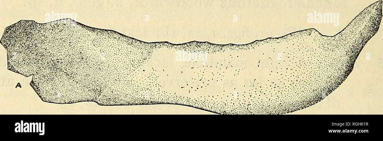 . Bulletin de la Société des Sciences Naturelles de Buffalo. Histoire naturelle ; la science. 84 CATALOGUE DES POISSONS FOSSILES DANS LE MUSÉE a servi, mais compte tenu de la plus grande même poÂ"-tion de celui-ci à être manquant, ou en fait qu'une fois terminé il était long comme la partie fonctionnelle, nous avons toujours une mandibule d'apparence très particulière et différente de celle de tout autre arthrodire. Il représente un type d'dolichocephalic arthrodire, comparables à cet égard avec Stenognathus. Il ressemble à ce genre, même en l'absence de la cuspide secondaire de la mandibule. Il dispose également d'une certaine ressemblance avec la mandibule de rafraîchir Banque D'Images