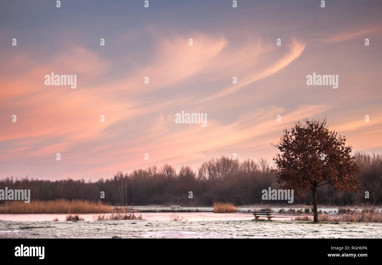 Paysage avec banc et oak treee près du lac gelé sous un ciel du matin du fait d'un cirrus. Diemen woods, les Pays-Bas Banque D'Images