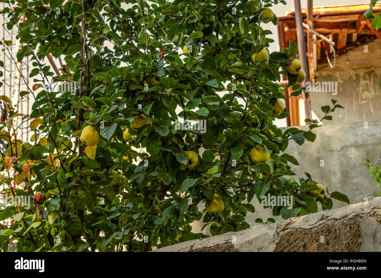 Fruits mûrs parfumé de coing jaune sur l'arbre d'automne dans la cour de la maison rurale en Arménie Banque D'Images