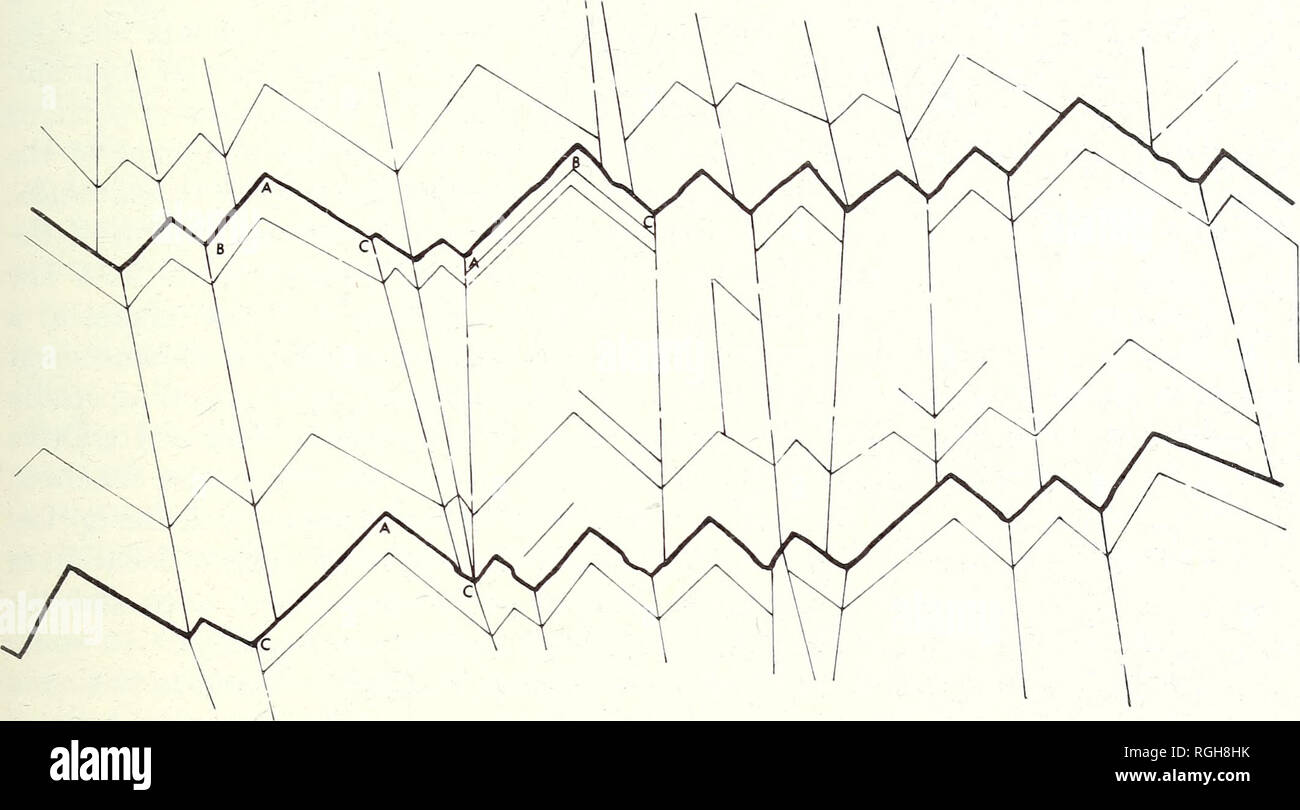 . Bulletin of the British Museum (Natural History). Zoologie . Supplément.. STRUCTURE DE LA COQUILLE des bivalves 3i Watabe (1965) sur les coupes ultrafines, et Watabe et Wilbur (1961), seuls les chiffres et observa- tions fondées sur un examen des surfaces de shell ont été publiées à ce jour. Nous avons examiné la structure feuilletée en cinq espèces, Ostrea edulis Ostrea, hyotis irridescens, Ostrea, Anomia ephippium et Placuna placenta. Sur la surface interne d'une structure feuilletée, Shell semble avoir été construit de longues, tabulaire, idiomorphic. Fig. 16. Surface interne de la couche foliée de Anomia ephippium (basé Banque D'Images