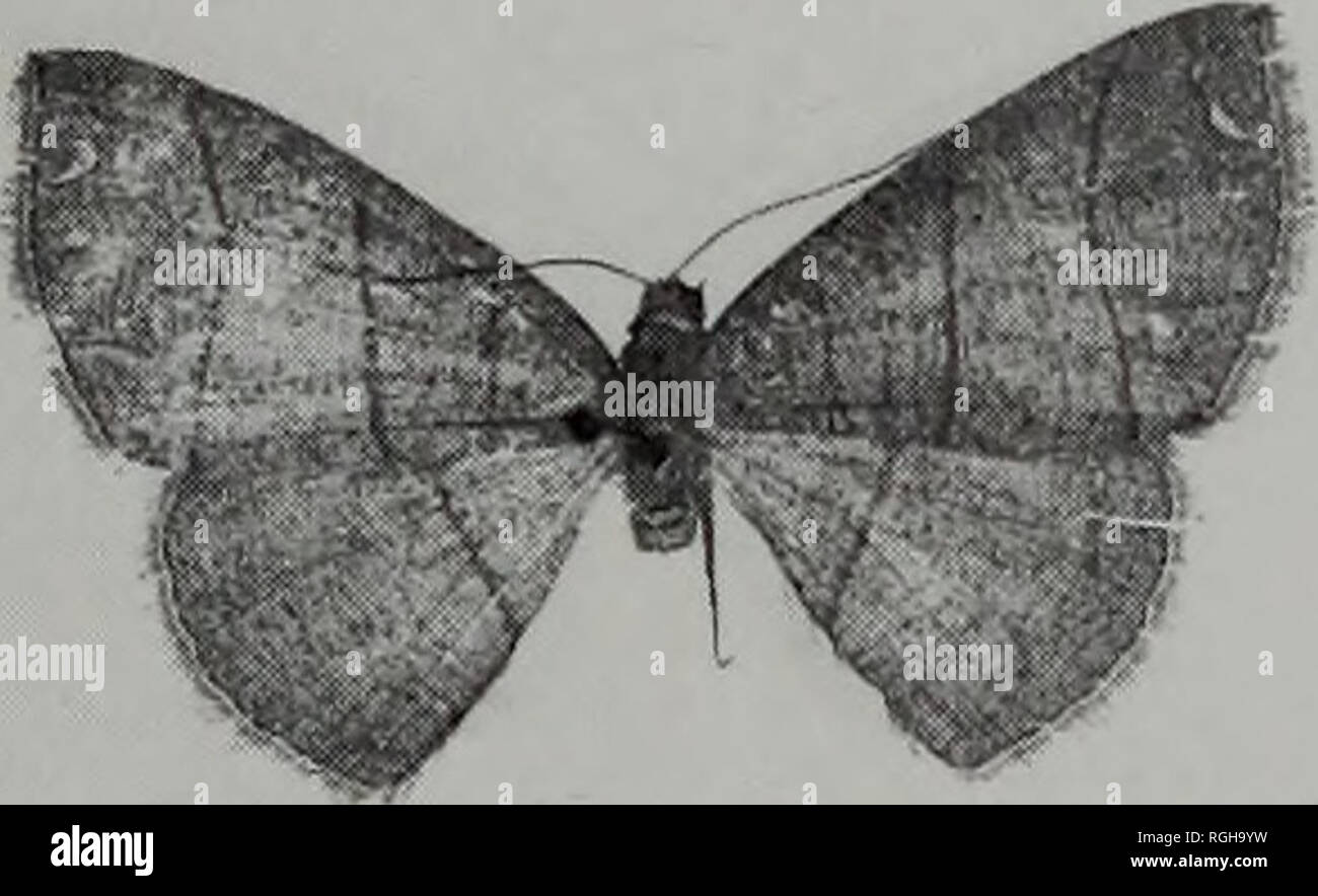 . Bulletin of the British Museum (Natural History) l'entomologie. 45 46. 47 48. Veuillez noter que ces images sont extraites de la page numérisée des images qui peuvent avoir été retouchées numériquement pour plus de lisibilité - coloration et l'aspect de ces illustrations ne peut pas parfaitement ressembler à l'œuvre originale.. British Museum (Natural History). Londres : BM(NH) Banque D'Images