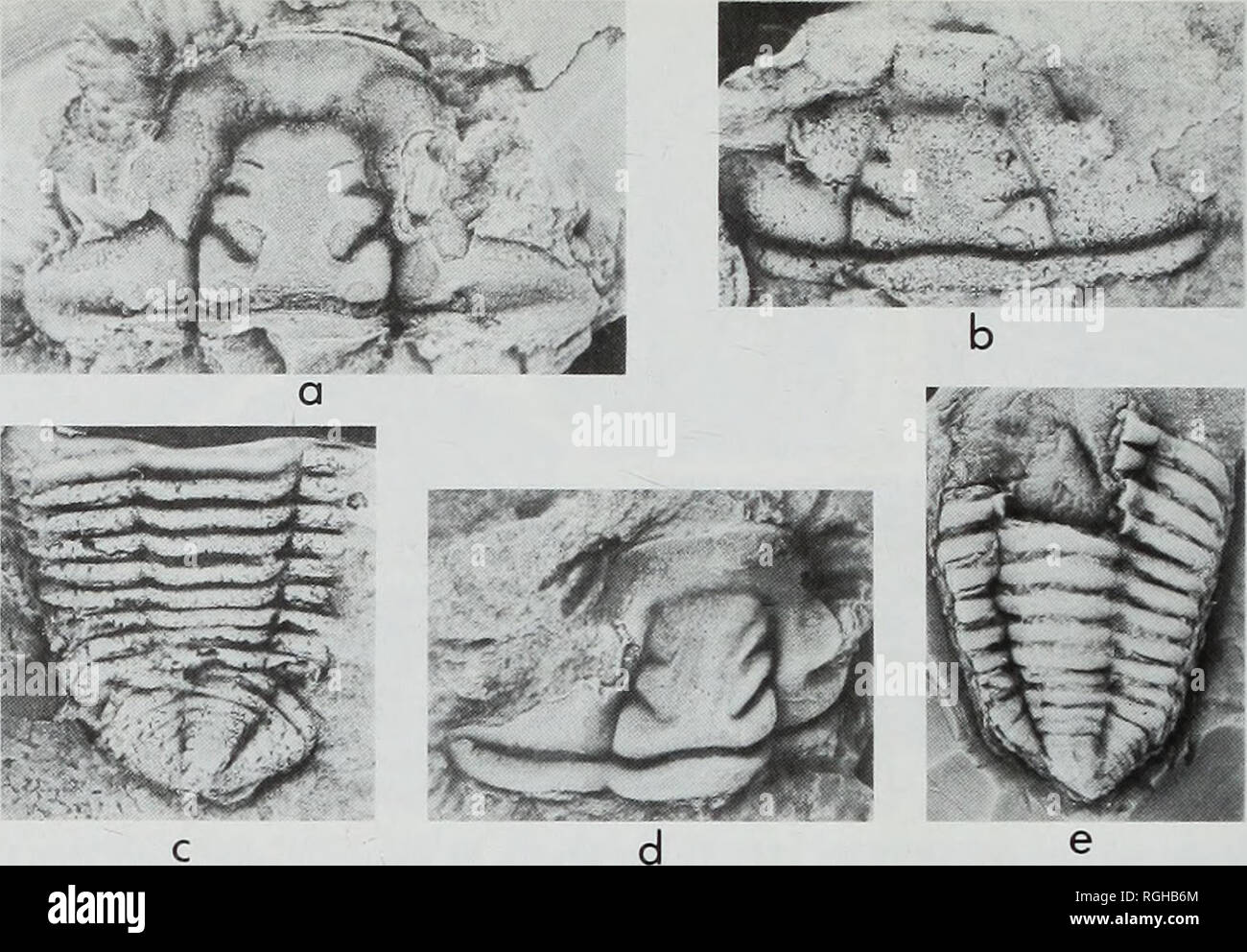 . Bulletin of the British Museum (Natural History), la géologie. 240 R. A. FORTEY &AMP ; R. M. Owens. Fig. 98 Neseuretus murchisoni (Salter, 1865). Arénigienne Moridunian inférieur, stade, poule, Bolahaul Ogof Formation Membre, les expositions temporaires (1981) sur le contournement de Carmarthen, au sud de Pensarn (a, e), d'une exposition temporaire à l'usine de traitement de l'eau, Penddaulwyn Capel-Dewi (Fortey Fawr, &AMP ; Owens 1978 : loc. 12) (d) et l'embout matériel à Wennallt Cystanog, Allt, Carmarthen (Fortey &AMP ; Owens 1978 : loc. 9) (b, c). Un peu déformé, cranidium, préserver, de secours d'origine x 3-5, NMW 85.17G.la ; b, cranidium, latex cast Banque D'Images