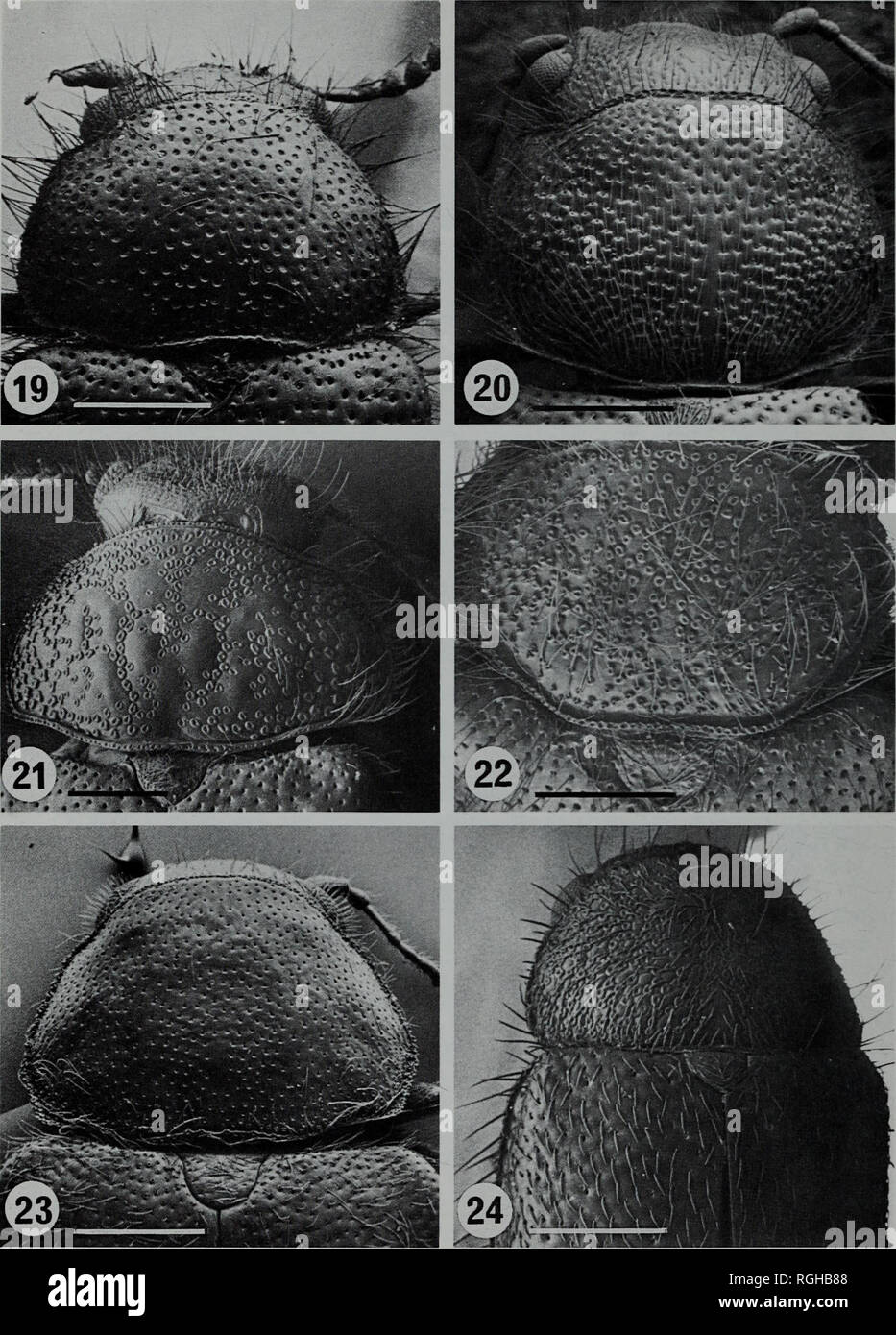 . Bulletin of the British Museum (Natural History) l'entomologie. 138 E. R. Peacock. Figs 19-24 Pronotum de : (19) Aplocnemus impressus (Angleterre) ; (20) Pelecophora illigeri (Maurice) ; (21) Rhadalus rufopiceus (Guatemala [syntype]) ; (22) Rhadalus testaceus (États-Unis) ; (23) Trichoceble floralis (France) ; (24) Indiodasytes madurensis (Inde [holotype]). (L'échelle ligne  = 0-5 mm.). Veuillez noter que ces images sont extraites de la page numérisée des images qui peuvent avoir été retouchées numériquement pour plus de lisibilité - coloration et l'aspect de ces illustrations ne peut pas parfaitement ressembler à l'œuvre originale.. Britis Banque D'Images