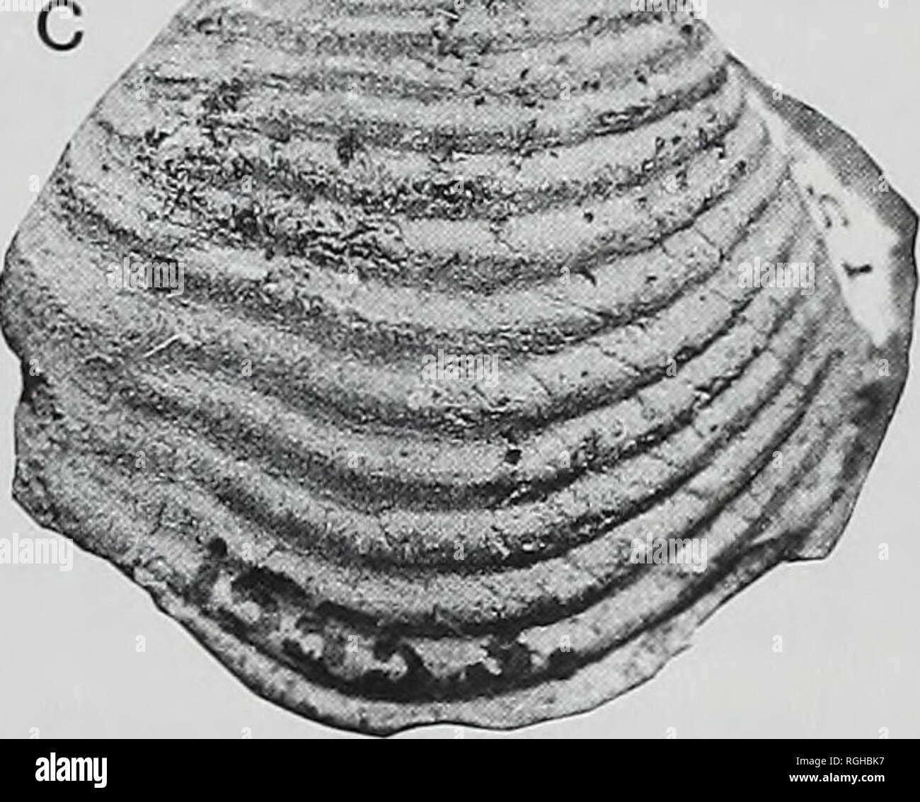 . Bulletin of the British Museum (Natural History), la géologie. . Fig. 15 Paleocorbula difficilis (Cowper Reed). Permien supérieur, au Cachemire, en Inde ; GSI 15553, holotype ; fig. 15A, côté droit ; fig. 15b, vue du dessus ; fig. 15c, côté gauche ; tous les xg-5. Genre COSMOMYA Holdhaus, 1913 espèce-type. Cosmomya egraria Holdhaus (1913 : 446 pi. 94, fig. 3a-c), par monotypy. Un plâtre du spécimen type dans le GSI a été pensé par Dickins &AMP ; Shah (1965 : pi. 17, fig. 13-14). La synonymie. Paleocosmomya Fletcher, 1946 (espèce-type, P. teicherti Fletcher, 1946 par désignation initiale (Cosmomya egraria Holdha  = 1 Banque D'Images