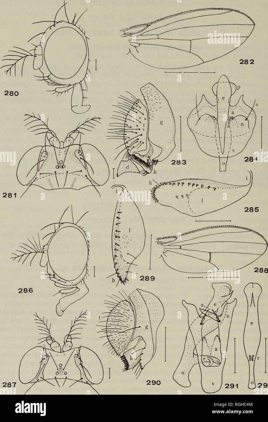 . Bulletin of the British Museum (Natural History) Entom e suppl. 98 T. OKADA. 292 Figs. 280-292. 280-285, la drosophile (Drosophila) trizonata sp. n. 280, 3* Siège, aspect latéral ; 281, 6* Siège, face dorsale ; 282, 283 ; l'escadre, organes, periphallic ; aspect latéral, 284 organes phallique, aspect ventrale ; 285, $ egg-guide. 286-292, la drosophile (Drosophila) trisetosa sp. n. 286, q* Siège, aspect latéral ; 287, q* Siège, face dorsale ; 288, 289 ; l'aile (J, $ egg-guide ; 290 periphallic, organes, aspect latéral ; 291, organes, phallique aspect ventral, avec l'aedeagus latéralement placé ; 292, aedeagus, aspe ventrale Banque D'Images