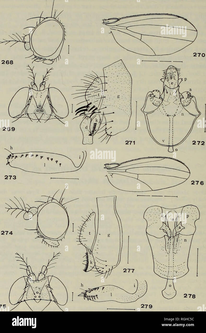 . Bulletin of the British Museum (Natural History) Entom e suppl. 94 T. OKADA 275. Fig. 268-279. 268-273, Drosophila (Sophophora) trapezifrons sp. n. 268, &lt;J Chef, aspect latéral ; 269 $, tête, face dorsale ; 270, &Lt ; ? 271 periphallic ; aile, organes, latéral aspectj ^ 272 phallique, organes, aspect ventrale ; 273, $ egg-guide. 274-279, Diathoneura , 6* Siège, aspect latéral ; 275, q" tête, face dorsale ; 276 $, organes, aile latérale ; aspect ; 278, organes, phallique aspect ventrale : 2702 sp. n 277 ripa, péri-oeufs guide. a. 274, 6" Tête, aspect latéral ; 275, &lt;J tête, face dorsale ; 276, ^ Banque D'Images