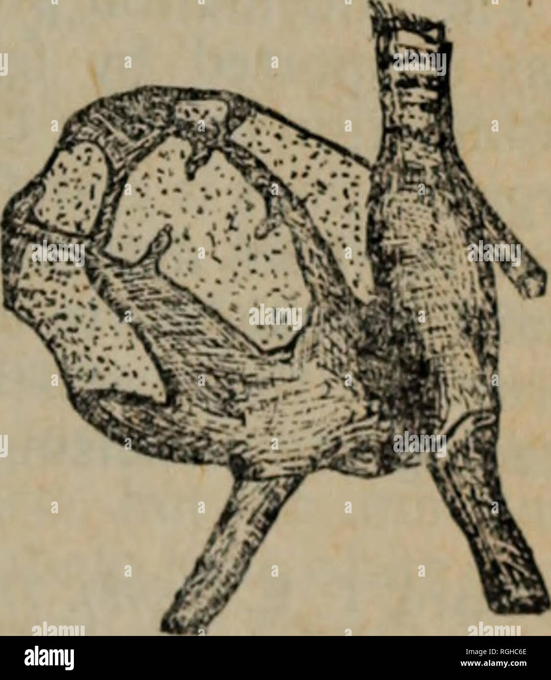 . Bulletin of the British Ornithologists' Club. . Fig. 1. Latérale, ventrale et dorsale, vues de la bulle de la trachée de la sarcelle marbrée. A la ligne indique un centimètre. L'érismature à tête rose (Rhodonessa caryophyllacea), comme illustré dans l'illus- trations de Garrod (1875) et de Beddard (1898). Ainsi, la très difl'érents types trachéale bulla o^ Netta-Aythya Anas et le groupe sont parfaitement comblé par les types d'intermédiaires présents dans la sarcelle marbrée et le Rose- tête blanche, et une relation étroite entre les tribus et Anatini Aythyini est ainsi indiquée.. Veuillez noter que ces images sont extr Banque D'Images