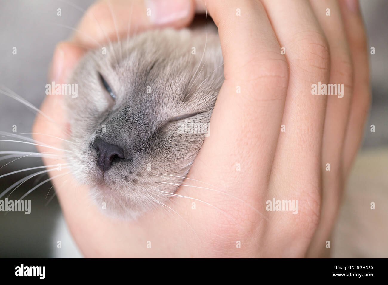Museau Chat Dans La Main De L Homme Concept D Amitie Et De Tendresse Photo Stock Alamy Museau Chat Dans La Main De L Homme Concept D Amitie Et De Tendresse Photo Stock Alamy