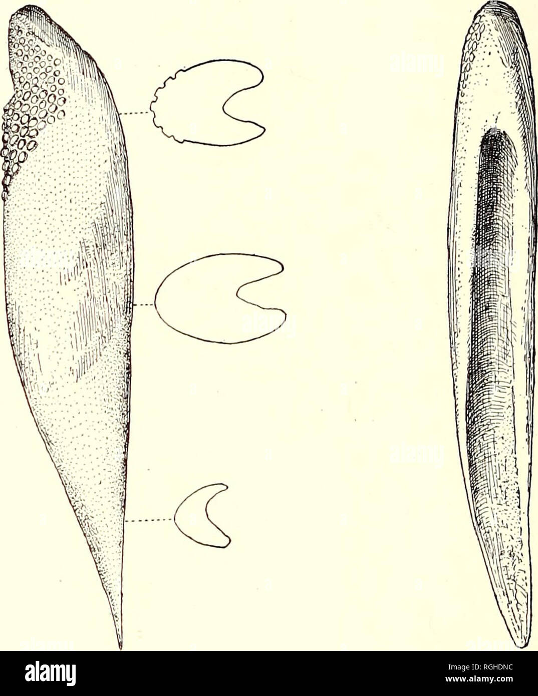 . Bulletin du Département de géologie. La géologie. 434 Publications de l'Université de Californie en géologie tVoL-11 La ligne séparant la base lisse de la partie distale est ornementée de manière oblique vers le haut de la partie antérieure-postérieure à un angle d'environ 45°. Les faces latérales sont légèrement arrondis. La partie insérée s'effile à un point assez forte dans laquelle la rainure est grand ouvert, peu profond et a des bords tranchants. Il n'y a qu'une légère idée de l'organiser des tubercules dans les lignes.. 1 2 Fig. 1. Cosmacanthus humboldtensis, n. sp. La surface latérale de la colonne vertébrale. Spécimen type no. 9162. X 1  %. Fig. 2. Banque D'Images