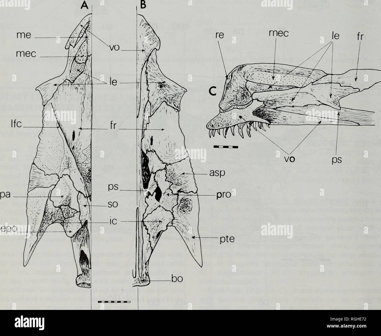 . Bulletin of the British Museum (Natural History) Zoologie. 82 GORDON J. Howes processus. Mince vomer et triangulaire avec rim à charge de l'os minces ; deux rangées de longues dents incurvé de chaque côté, 12- 16 dans l', 6-7 dans la rangée interne. Dans les deux genres nasals également développé comme long, creux peu profond des os minces situées de chaque côté de l'ethmoïde. 2. Région orbitale : Macruronus (Figs 2;4). Générale triangulaire, parements d'irréguliers et découpé avec chaque bord antérieur. Dermosphenotic Posterolaterally, frontal contacts qui se trouve dans une encoche formée en partie par la marge frontale. Canal osseux de l'avant Banque D'Images