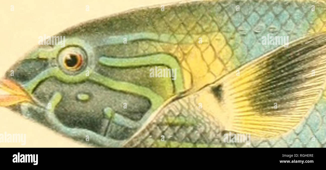 . Bulletin du Bureau des pêches. La pêche, la pisciculture. BULL. U. S. B. F. 1906 V : .^^^^ igf-*. Â ' %.-- V 1 CAPRODON SCHLEGELI GUNTHER 2 THALASSOMA NEANIS JORDANIE & ; EVERMANN. Nouvelles espèces.. Veuillez noter que ces images sont extraites de la page numérisée des images qui peuvent avoir été retouchées numériquement pour plus de lisibilité - coloration et l'aspect de ces illustrations ne peut pas parfaitement ressembler à l'œuvre originale.. United States. Bureau des pêches. Washington, D. C. : Govt. L'impression. L'arrêt. Banque D'Images . Bulletin du Bureau des pêches. La pêche, la pisciculture. BULL. U. S. B. F. 1906 V : .^^^^ igf-*. Â ' %.-- V 1 CAPRODON SCHLEGELI GUNTHER 2 THALASSOMA NEANIS JORDANIE & ; EVERMANN. Nouvelles espèces.. Veuillez noter que ces images sont extraites de la page numérisée des images qui peuvent avoir été retouchées numériquement pour plus de lisibilité - coloration et l'aspect de ces illustrations ne peut pas parfaitement ressembler à l'œuvre originale.. United States. Bureau des pêches. Washington, D. C. : Govt. L'impression. L'arrêt. Banque D'Images