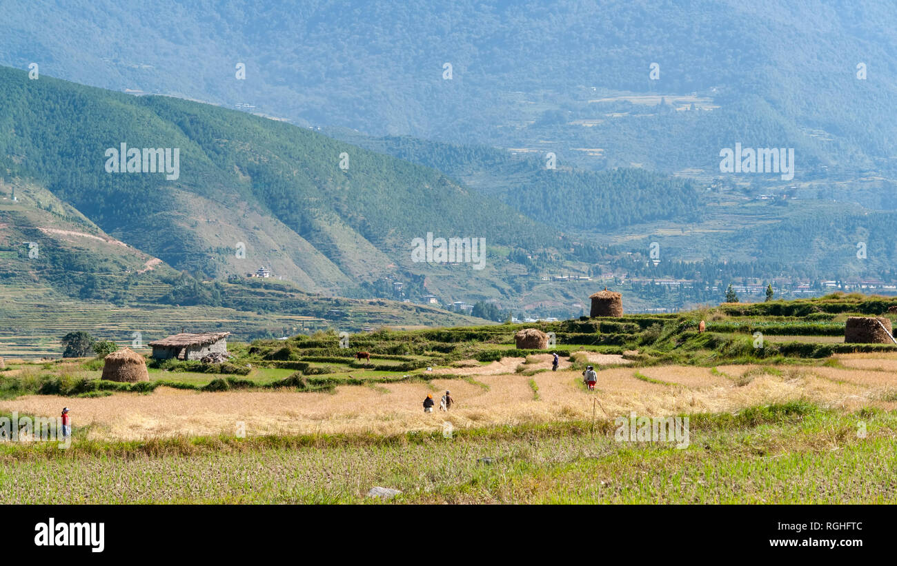 Paysage bhoutanais agricole Banque D'Images