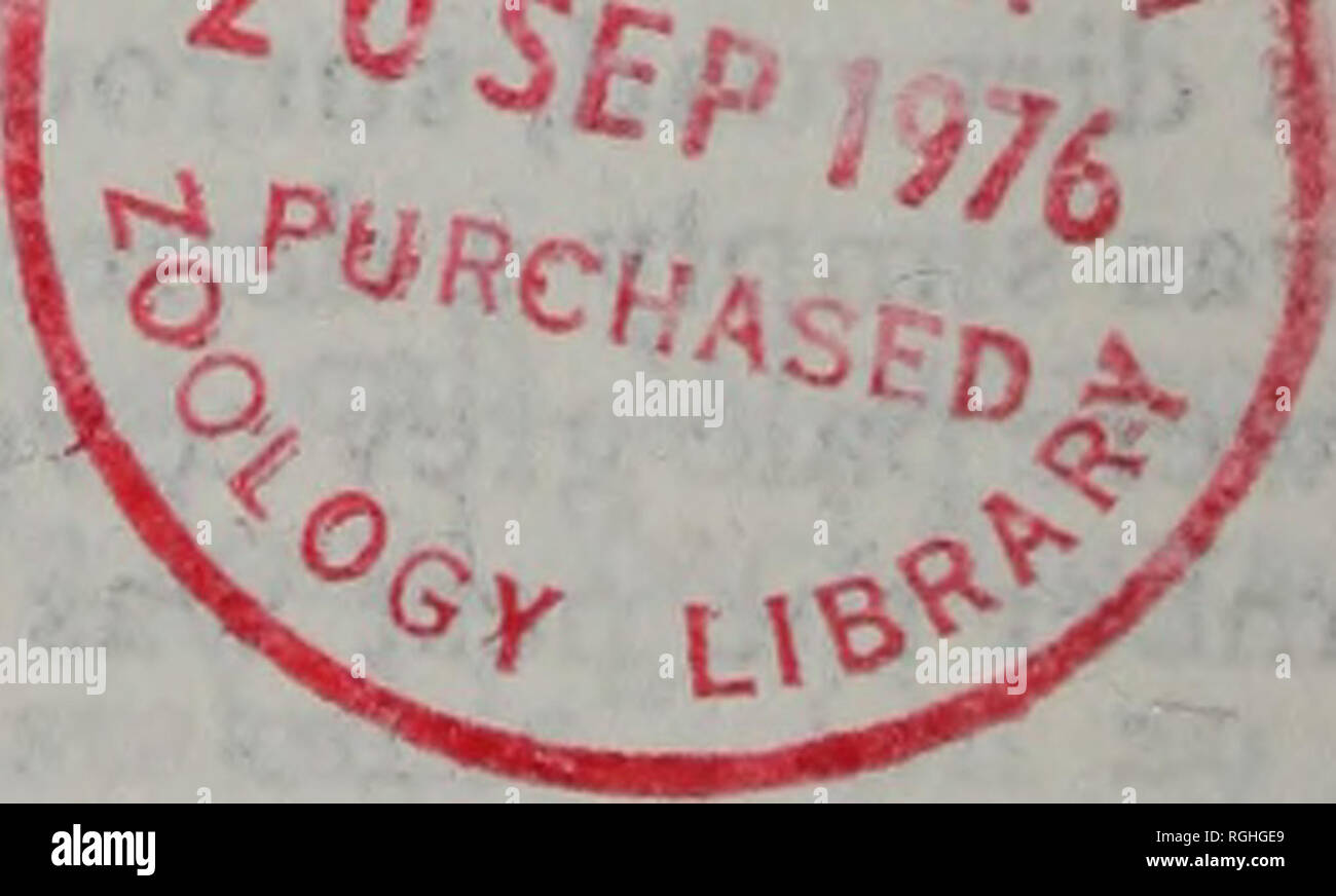 . Bulletin of the British Ornithologists' Club. [Bull. B.O.C. 1976 : 96(3)] 112 Matériel de nidification. Tous étaient en novembre-décembre, sauf un en avril. À Tsavo ce sont les mois où la pluie peut être prévu. 2 mai 1976 Peter C. Manque Référence : Mackworth-Praed, C. W. &AMP ; Grant, C. H. B. 1955. Les oiseaux de l'Est et le nord-est de l'Afrique. Tome 2. Longmans, Green and Co., London. Adresse : Projet de recherche de Tsavo, C.P. 14, Voi, Kenya. (B) le nom d'Eleonora's Falcon une pratique actuelle d'systematists (p. ex. Vaurie 1965) est de citer la provenance oiFalco eleonorae comme "Gène, 1839, Rev. Zool., p. 105. Banque D'Images