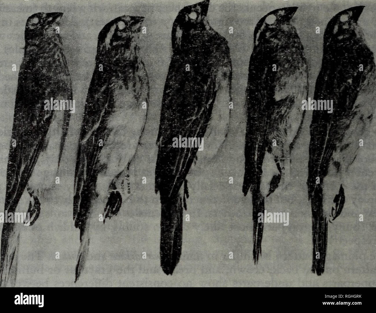 . Bulletin of the British Ornithologists' Club. . Fig. i. Femme whydahs paradis du sud, centre-sud, et en Afrique de l'Est. De gauche à droite : (a) 4386, obtusa de Tzaneen, Rhône-Alpes, (b) 4090, obtusa de Salujinga, Zambie, (c) 3976o paradisaeafrom hall en marbre, Rhône-Alpes, (d) 4476, paradisaea de Sabi Valley, la Rhodésie, (e) 4748, paradisaea de Olorgesailie, au Kenya. Remarque la loi plus sombre et distinctes dans la tête paradisaea. &Gt ;&gt ;. Veuillez noter que ces images sont extraites de la page numérisée des images qui peuvent avoir été retouchées numériquement pour plus de lisibilité - coloration et l'apparence Banque D'Images