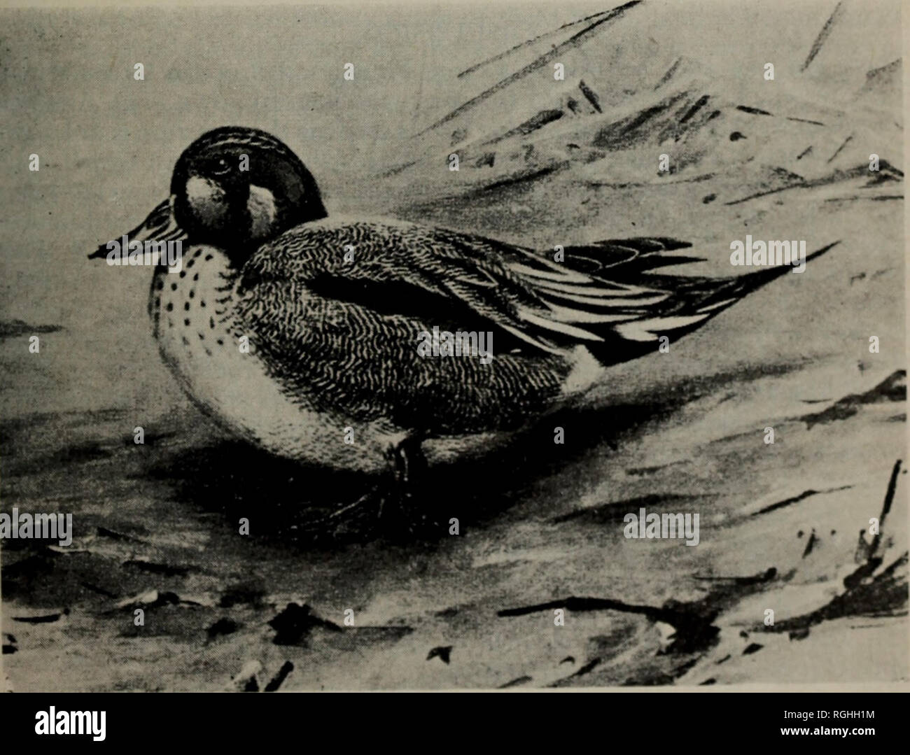 . Bulletin of the British Ornithologists' Club. I. Plaque X pilet Sarcelle, Leadenhall Market, Angleterre.. tl, Delta du Nil, qui figure dans l'NiftTsBiri 29. Veuillez noter que ces images sont extraites de la page numérisée des images qui peuvent avoir été retouchées numériquement pour plus de lisibilité - coloration et l'aspect de ces illustrations ne peut pas parfaitement ressembler à l'œuvre originale.. British Ornithologists' Club. Londres : British Ornithologists' Club Banque D'Images