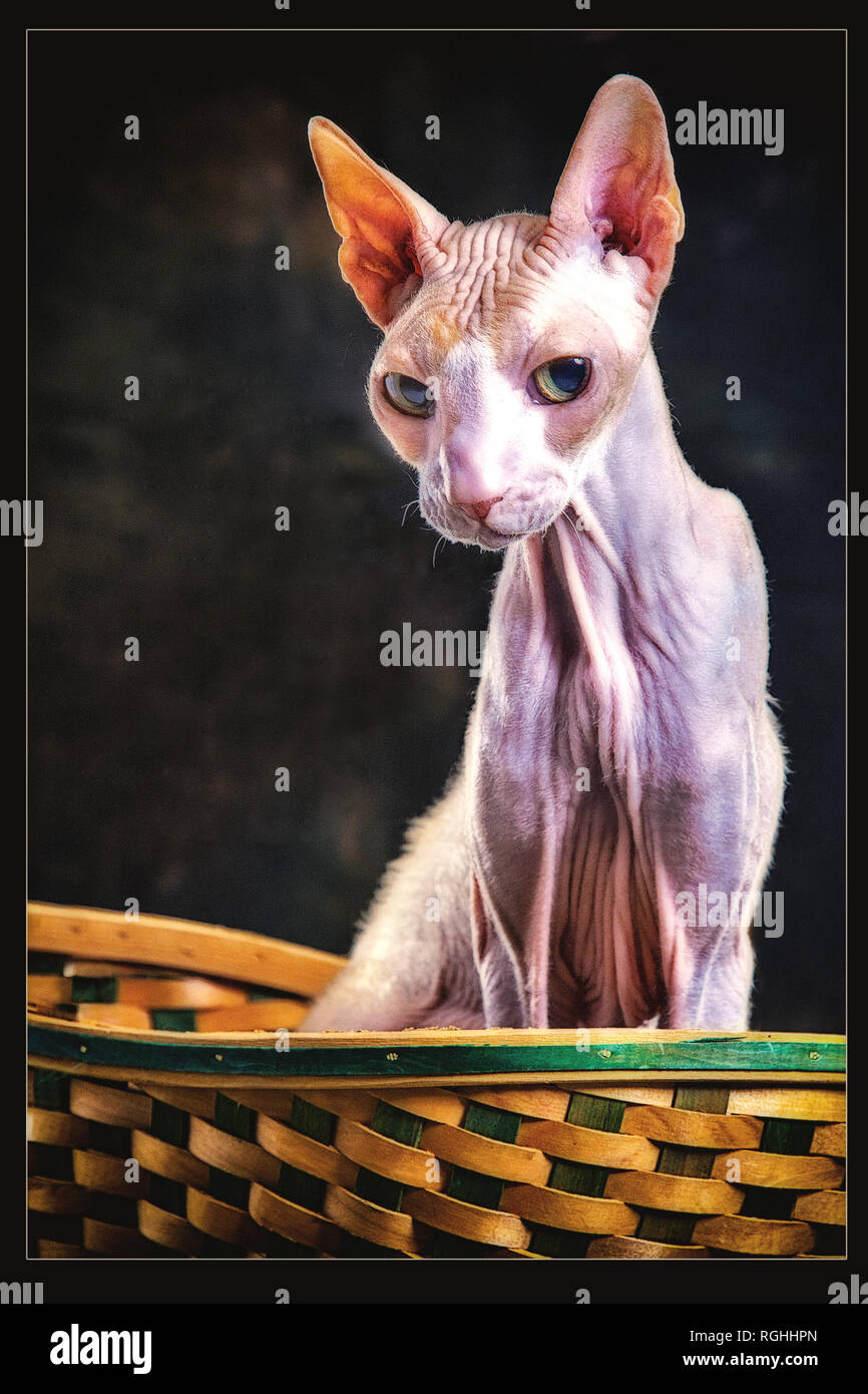 Rex Cornish Chat D Exposition Dans Le Panier Et Sans Cheveux Photo Stock Alamy Rex Cornish Chat D Exposition Dans Le Panier Et Sans Cheveux Photo Stock Alamy