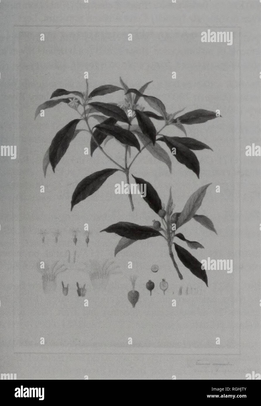 . Bulletin of the British Museum (Natural History), la botanique. Dessin. 525 x 353 mm. Deux branches, en haut au centre avec des fleurs blanches, rose- ci-dessous (à droite) les fruits. Ci-dessous (à gauche) et floral fleurs dissections et pistil (centre) et à droite les fruits et les semences, y compris les agrandissements de l'embryon. La provenance et l'échantillon. Queensland tropical. {Matériel Bennett 3457) ont été recueillis en (a) le 26 août Shoalwater Bay, 1802 (b) Îles de Northumberland 2 octobre 1802 et (c) Sweers Island, Îles Wellesley, golfe de Carpentarie 25 novembre 1802. Feuillets de Brown (B.65. 27/81-91) ne font pas mention de Bauer ou dessins. Publica Banque D'Images